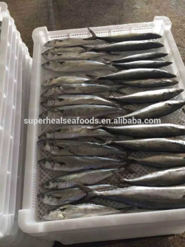 180-250g Cheap Price For Frozen Fish Spanish Mackerel On Sale