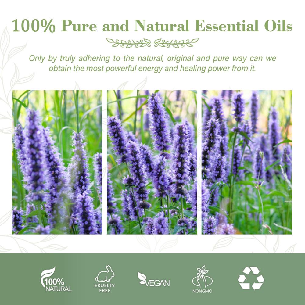 High Quality 100% Pure Hyssop Essential Oil At Wholesale Price