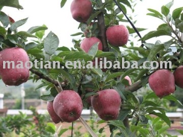 Huaniu Apples