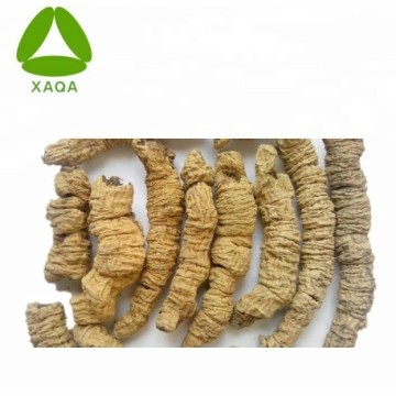 Male Sexual Morinda Officinalis Extract powder 10:1