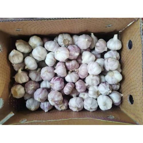 Jinxiang New Crop Fresh Garlic-Best para assar