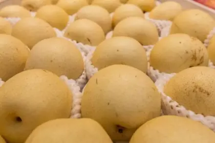 new crop fengshui pears