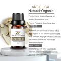 Óleo de raiz angelica natural 100% puro