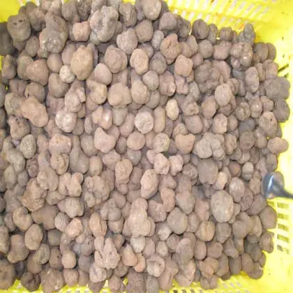 Chinese frozen fresh truffles with best price