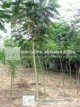 Jacaranda acutifolia plants in field