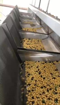Kidney Beans Legumes Soya Beans Peas Color Selector Colour Sorter Sorting Machine