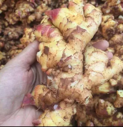 Chinese Famous Brand Ginger from Top Vendor