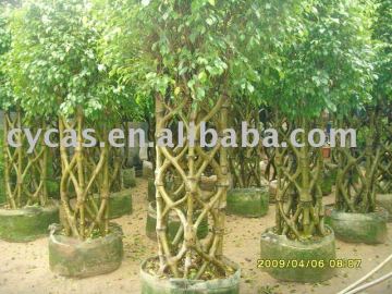 Ficus benjamina