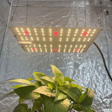 KingBrite LED 65W Grow Light with Samsung LM301H EVO and LM281B+