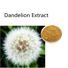 Pharmaceutical Dandelion Extract powder for sale