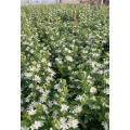 Oxypetalum Caeruleum لترتيبات الزفاف