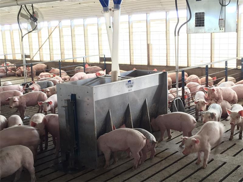 pig farm product with low price