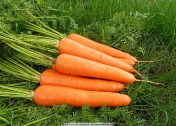 Fresh Baby Red Carrot