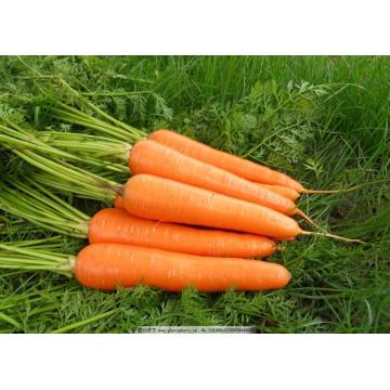 good quality carrot xiamen crop