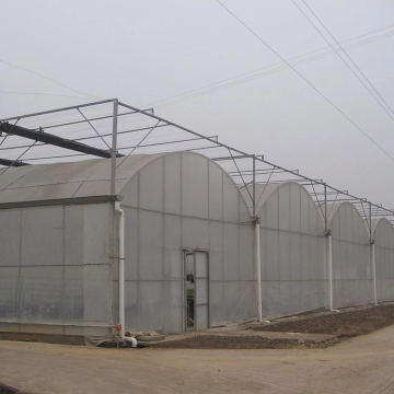 Tomato Cucumber Flower Horticulture Venlo Glass Greenhouse