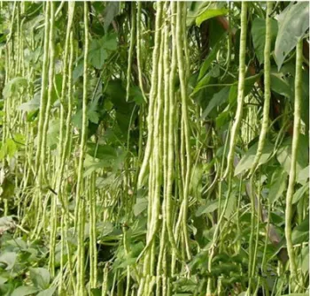 beans seeds with high yield