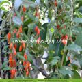 Factory Wholesale Nutrition Natural Zhongning Goji Berries