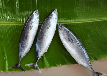 Export Frozen Fish Whole Round Bonito Tuna Skipjack