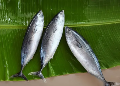 New Landing Frozen Orient Bonito Tuna Striped Bonito