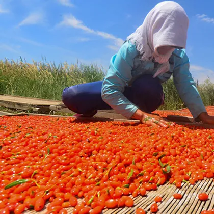 New Harvest Dried Natrual Goji Berry
