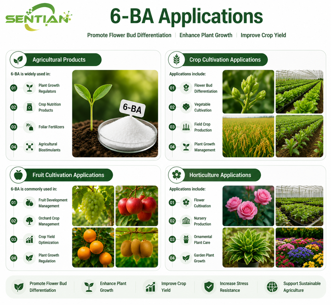 6-BA（2）