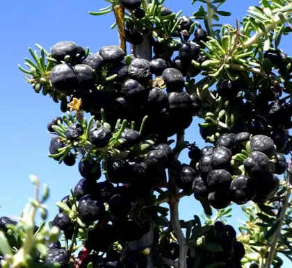 natural organic black wolfberry