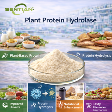 Food Grade Plant Protein Hydrolase Supplier