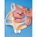 Section médiane sagittale de la cavité nasale