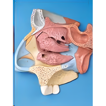 Median Sagittal Section of Nasal Cavity