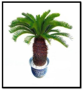 Cycas revoluta bonsai