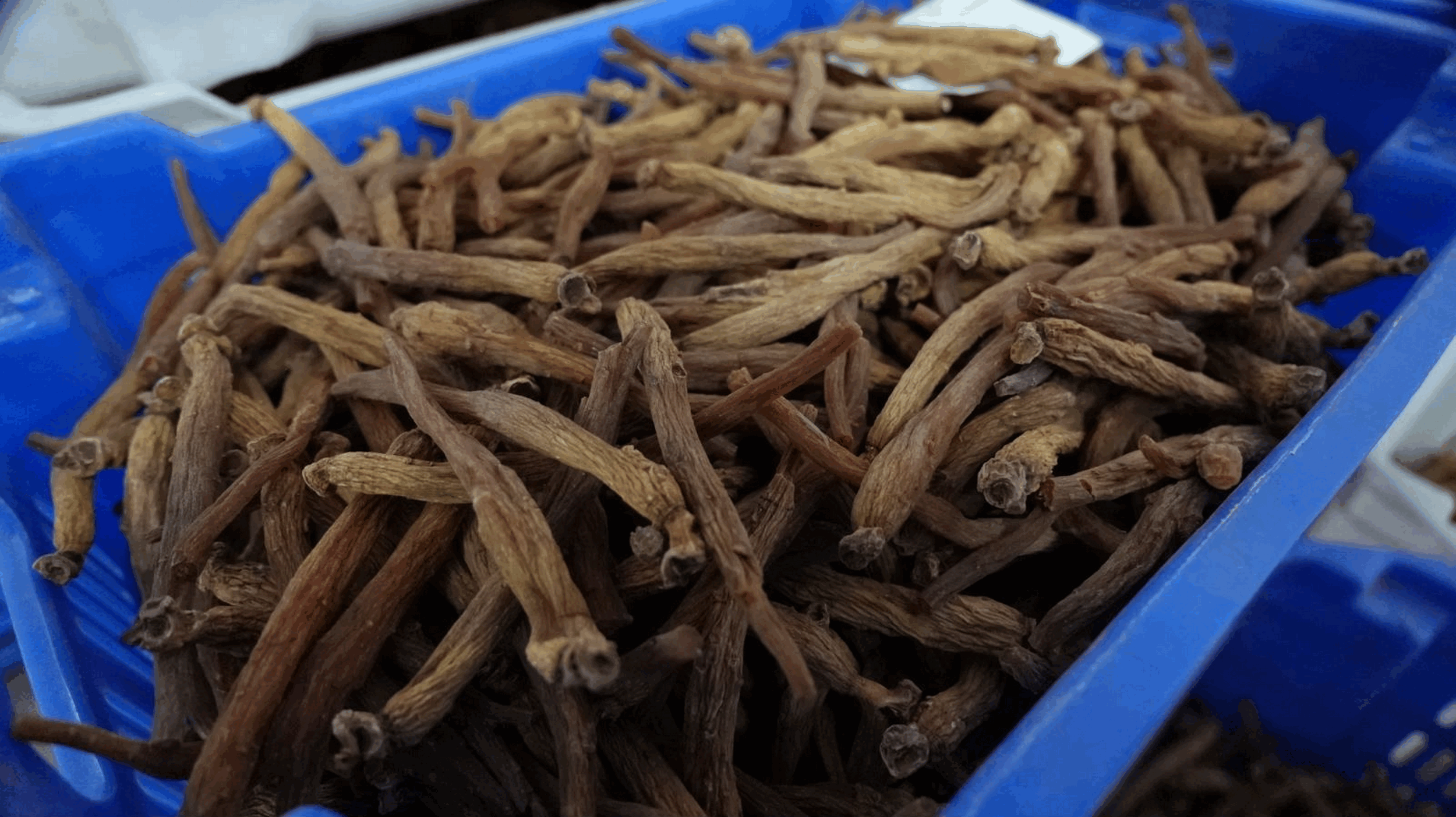 Korean Red Ginseng Contraindications