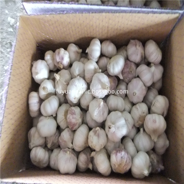 garlic in carton 