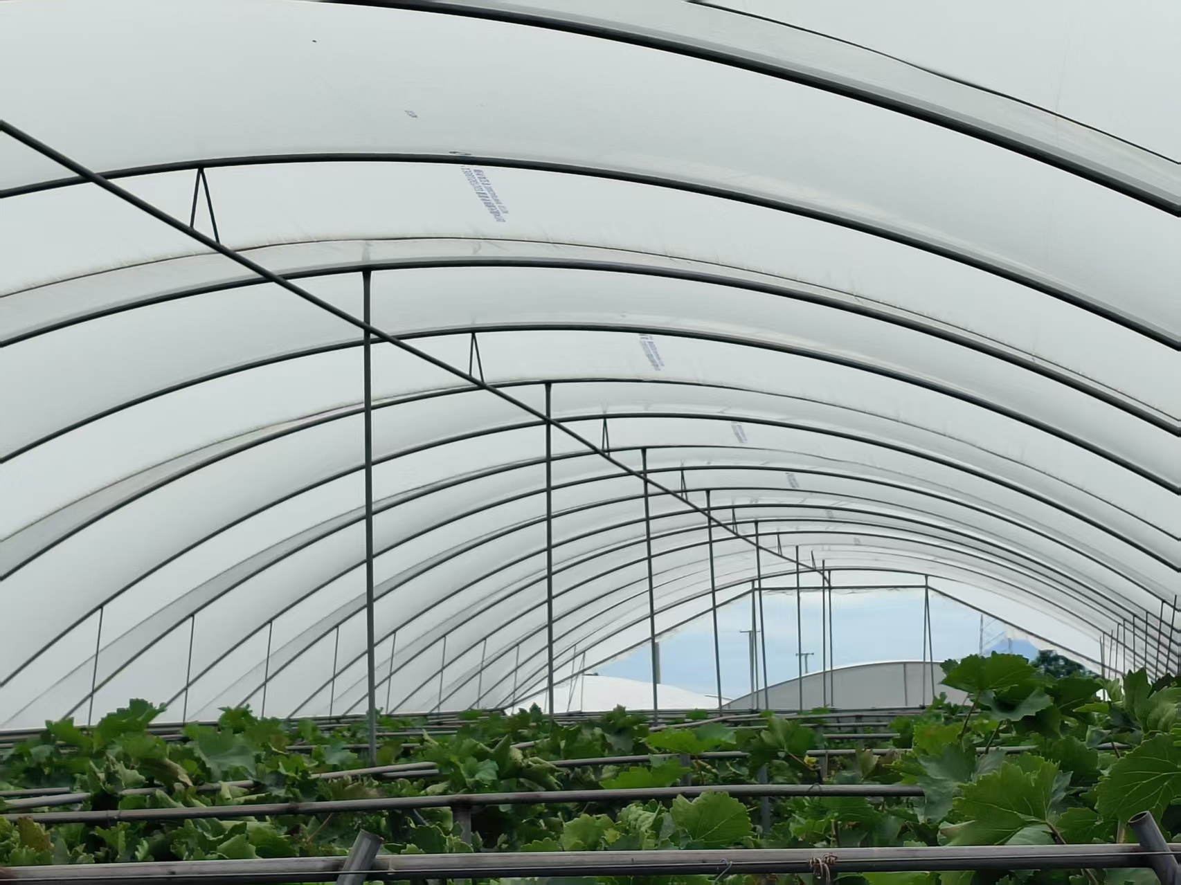 PELÍCULA PARA INVERNADERO DE GRANJA DE UVA grape fARM GREENHOUSE FILM