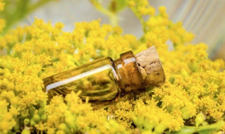 Pure Natural Galbanum Essential Oil