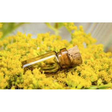 Pure Natural Galbanum Essential Oil