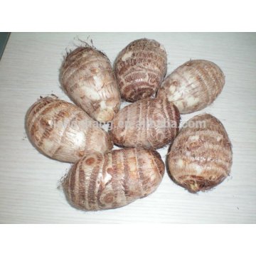 Fresh Taro from China