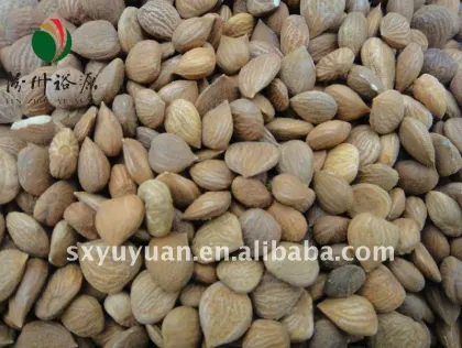 Delicious Bitter Chinese Apricot