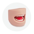 Modelo de dientes en la cavidad oral