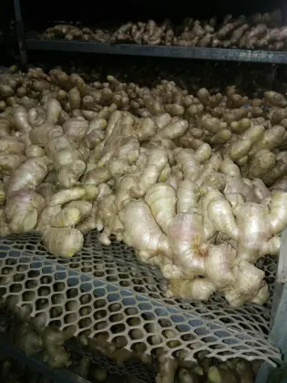 Fresh Ginger Dried Ginger