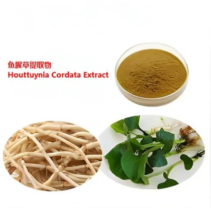 Nature Product houttuynia cordata extract