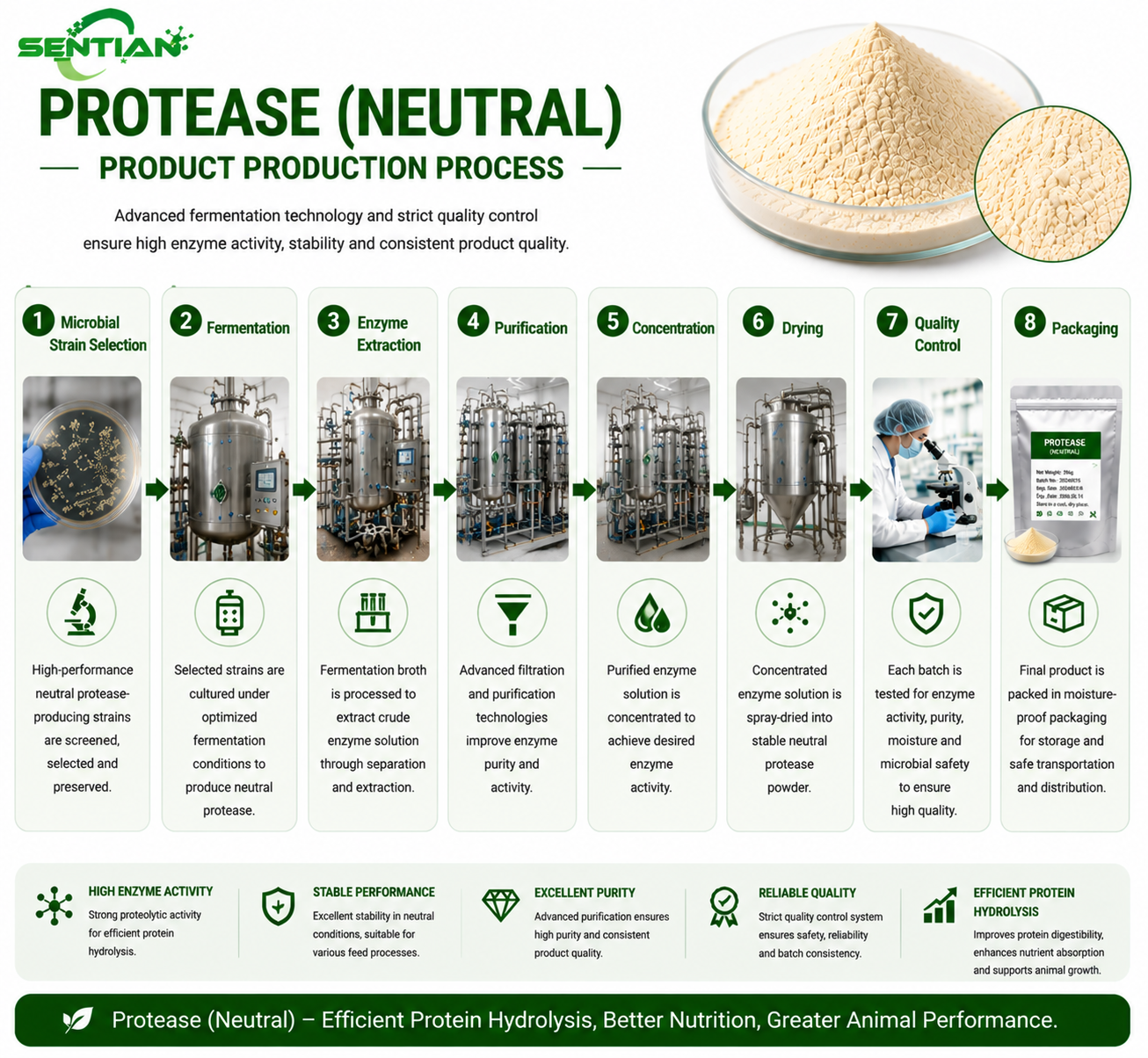 Protease (Neutral)1