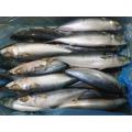 Chinese Frozen Mackerel 300 500gr Pacific For Africa