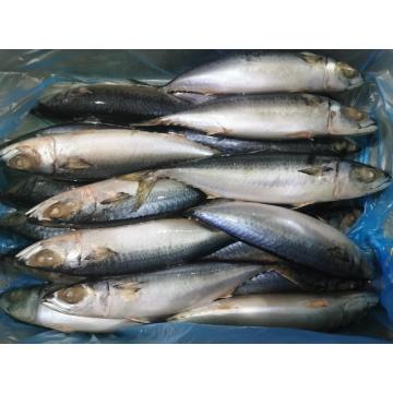 Cheap Price Frozen Pacific Mackerel With Best Quality