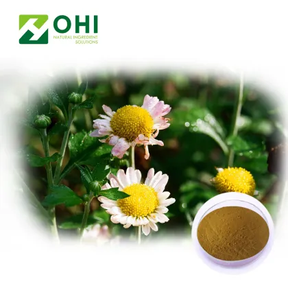 Chrysanthemum Flower Extract Instant Tea Powder