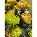 সবুজ আতশবাজি স্প্রে chrysanthemum