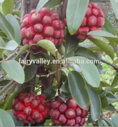 New Product Kadsura Coccinea Seeds Hei Lao Hu Seeds For Growing