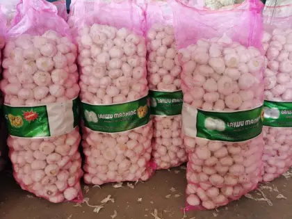Brand New Crop Fresh Garlic