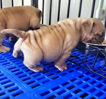 Plastic Dog Crate Mat