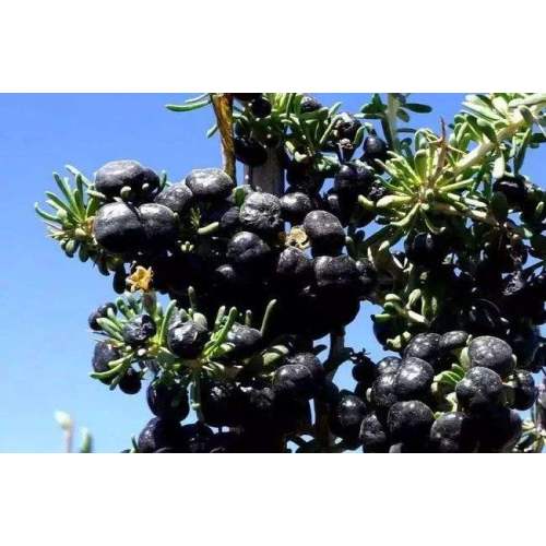 Black wolfberry extract powder