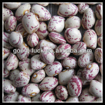 Light Speckled Kidney Bean, All Kinds of Beans